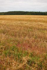Field of mown wheat.