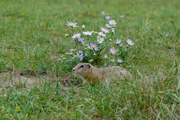 gray gopher in the green summer grass next to beautiful flowers
