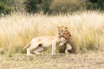 Playful lion cubs in the Masai mara