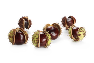 Wild chestnuts isolated on white background