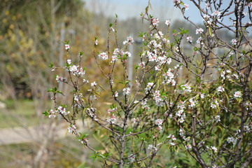 Rosh HaAyin Landscape 2
