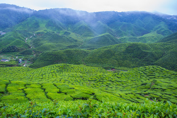Boh tea plantations background, tea plantatoins on mountains.