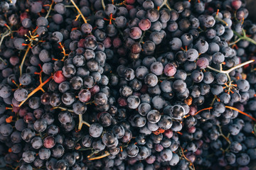 ripe home-made grapes