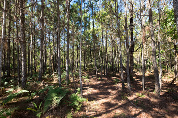 Pine tree in temperate coniferous forest on mountain.