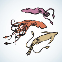 Squid. Vector drawing