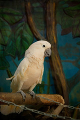 Big white parrot macaw sitting in a cage.