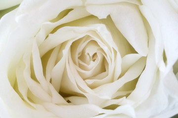 White rose close up texture background.