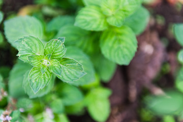 Mint leaves