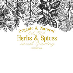 Culinary herbs and spices banner template. Vector background for design menu, packaging, recipes, label, farm market products. Hand drawn vintage botanical illustration.