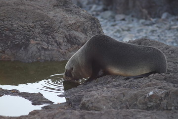 Fototapeta premium Cute seal pup drinking water