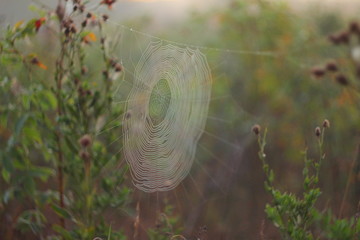 perfect spiderweb