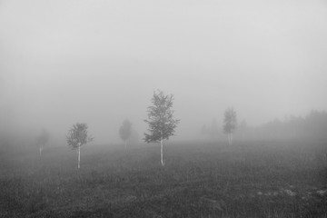 Obraz na płótnie Canvas A misty morning in the forest. Birches in the fog. Monochrome landscape