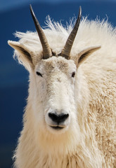 Mountain goat in Colorado's Rocky Mountains, United States.