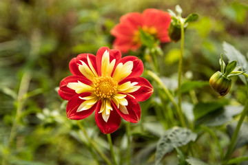 red yellow flower on a background of green grass