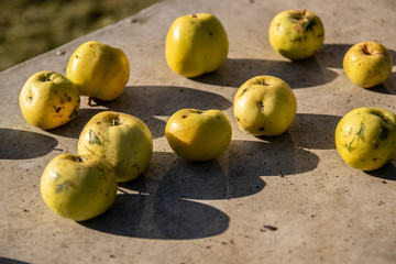 yellow apples on a wooden table lit by a bright sun