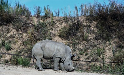 Naklejka premium nosorożec