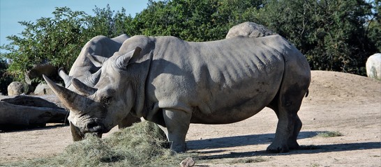 Fototapeta premium nosorożec