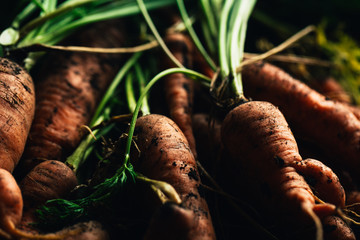 Fresh carrots from the garden close-up on a wooden background
