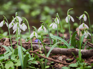 Galanthus nivalis-crocus-white snowdrops
