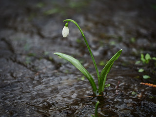 Galanthus nivalis-crocus-white snowdrops
