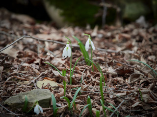 Galanthus nivalis-crocus-white snowdrops
