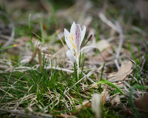 Crocus heuffelianus white flower. Spring time, primrose plants. Easter, blossom
