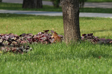 squirrel with a nut in the forest