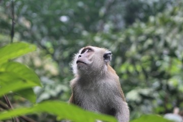 Naklejka na ściany i meble Macaque Monkey in Malaysian Jungle