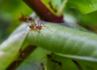 Red ant build nest with green leaf