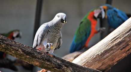 perroquet
