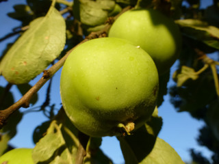 young pair of green apples in sunlight
