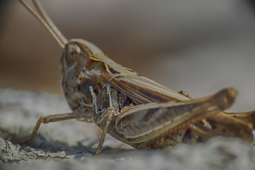 grasshopper macro photo