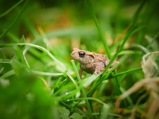 Bufo bufo frog. Grass, green
