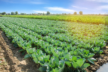 Cabbage plantations grow in the field. fresh, organic vegetables. landscape agriculture. farmland, farming