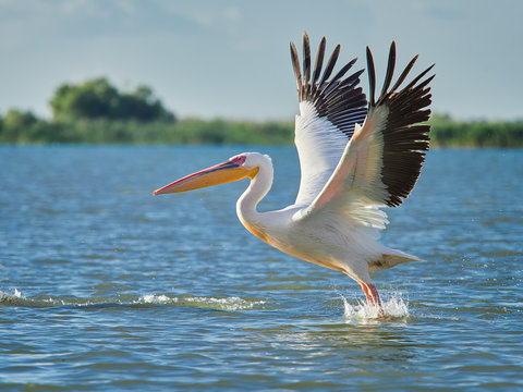 Wild Pelicans in The Danube Delta in Tulcea, Romania
