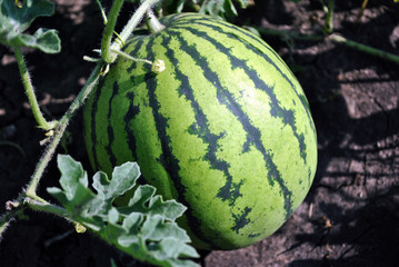 Striped watermelon growing on stem, blurry black earth background