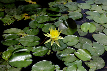 Water lilly