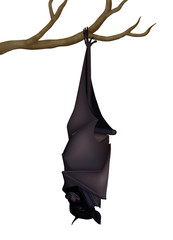 Sleeping realistic vector black fruit bat (Pteropus Alecto)