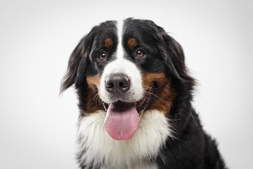Studio portrait of an expressive black Bernese Mountain Dog against white background