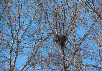 An old birds nest made from twigs in a dry tree silhouetted against a clear blue sky