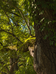 tree in forest