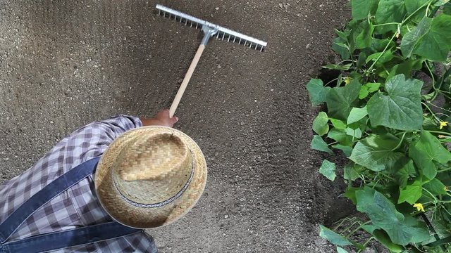 man farmer working with rake in vegetable garden, raking the soil near a cucumber plant, top view and copy space template