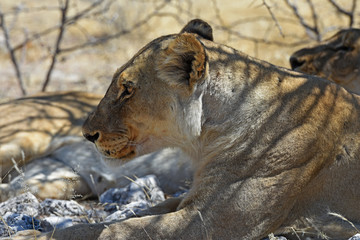 Löwin (panthera leo) im Etosha Nationalpark in Namibia