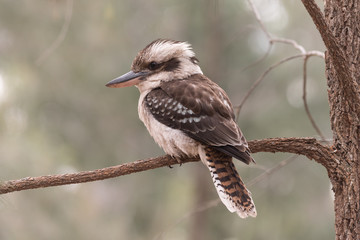 Laughing kookaburra perched on a tree branch in Blackdown Tablelands National Park, Queensland, Australia.