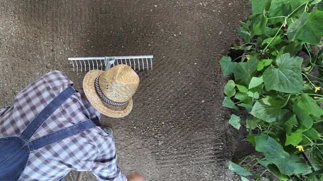 man farmer working with rake in vegetable garden, raking the soil near a cucumber plant, top view and copy space template