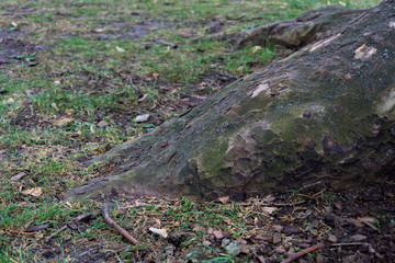 Moss on a root of a platanus tree