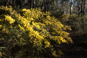 Bright yellow flowers of an understory bush in the forest in Blackdown Tableland National Park, Queensland, Australia.