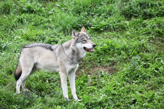 Wolf in the nature
