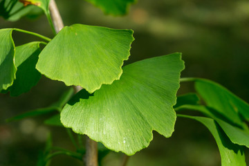 Green ginkgo leaves on a branch