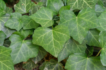 Background / texture of green ivy leaves 